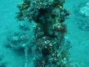 tulamben (46)